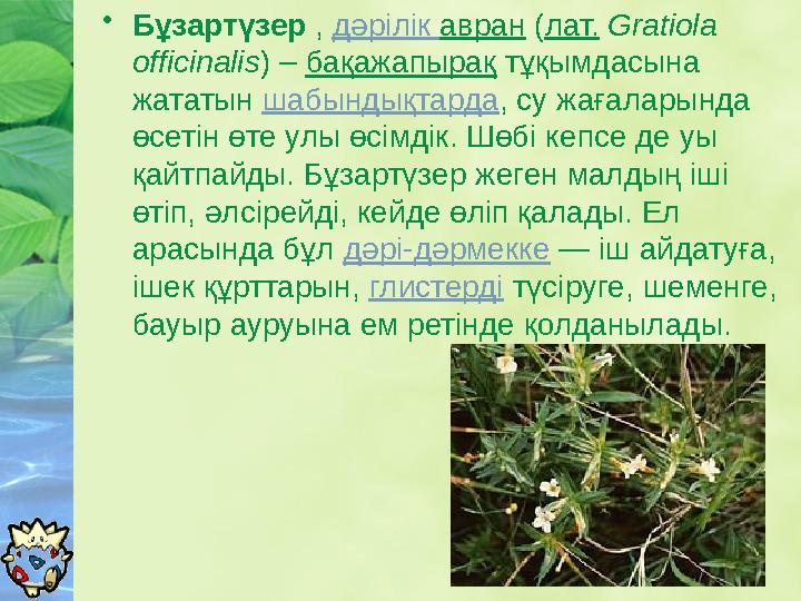 • Бұзартүзер , дәрілік авран ( лат. Gratiola officinalis ) – бақажапырақ тұқымдасына жататын шабындықтарда , су жағал