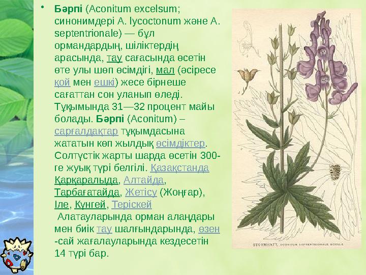 • Бәрпі ( Aconitum excelsum; синонимдері A. lycoctonum және A. septentrionale) — бұл ормандардың, шіліктердің арасында,
