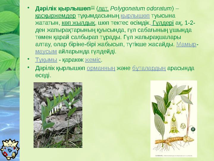 • Дәрілік қырлышөп [1] ( лат. Polygonatum odoratum ) – қасқыржемдер тұқымдасының қырлышөп туысына жататын, көп жылдық ,