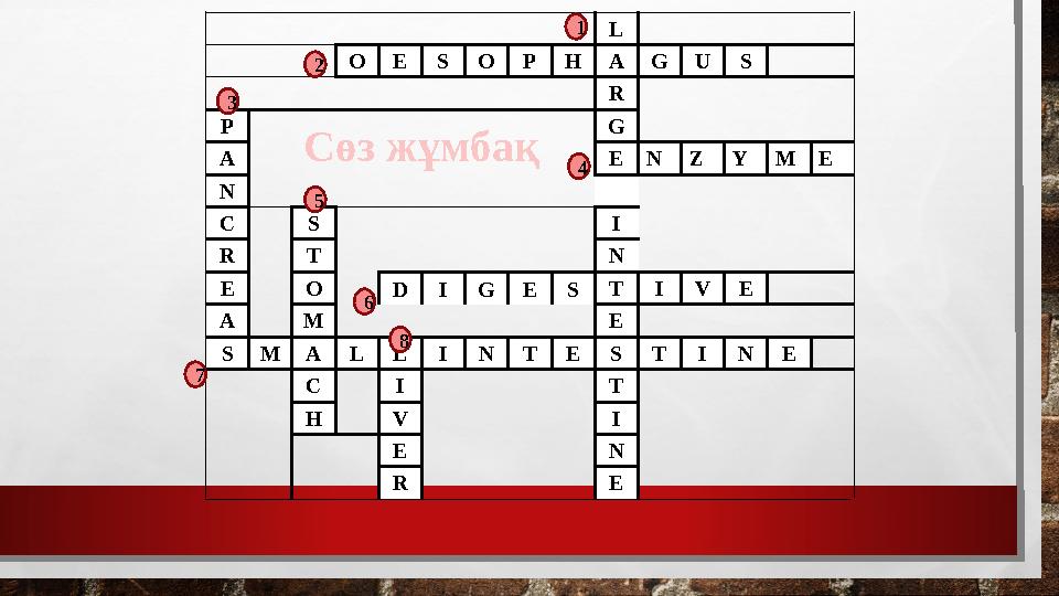 L O E S O P H A G U S R P G A E N Z Y M E N C S I R T N E O D I G E S T I V E A M E S M A L L I N T E S T I N E C I T H V I E N