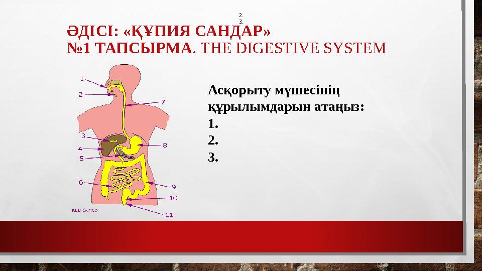 ӘДІСІ: «ҚҰПИЯ САНДАР» №1 ТАПСЫРМА . THE DIGESTIVE SYSTEM Асқорыту мүшесінің құрылымдарын атаңыз: 1. 2. 3. 2. 3.