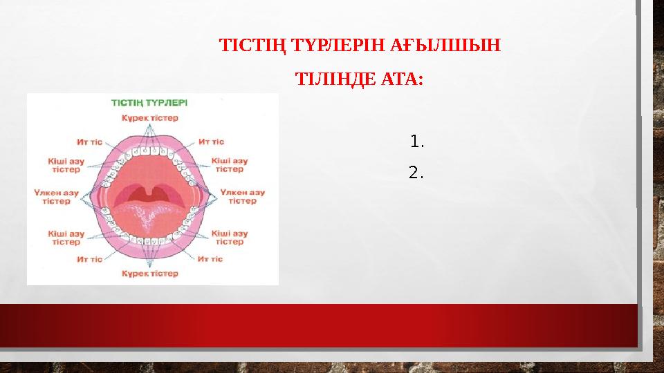 ТІСТІҢ ТҮРЛЕРІН АҒЫЛШЫН ТІЛІНДЕ АТА: • •