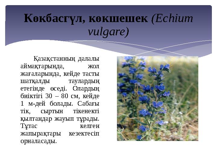 Көкбасгүл, көкшешек (Echіum vulgare) Қазақстанның далалы аймақтарында, жол жағаларында, кейде тасты шатқалды таулард