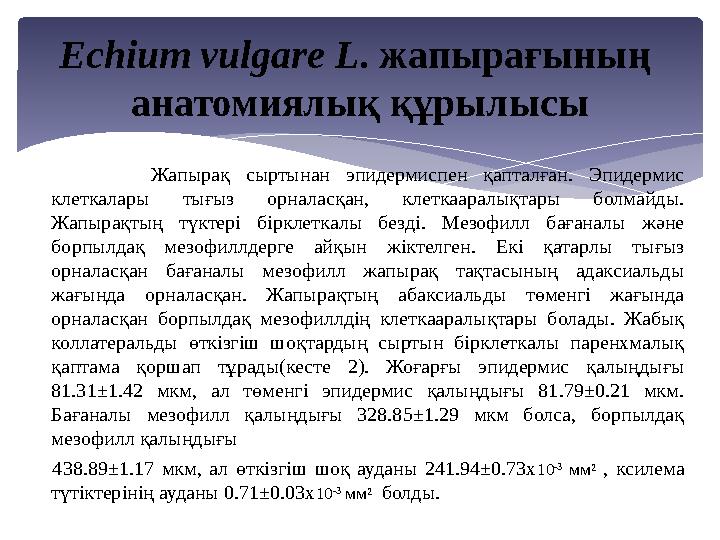 Есһіит vиlgаrе L. жапырағының анатомиялық құрылысы Жапырақ сыртынан эпидермиспен қапталған. Эпидермис клеткалары тығыз ор