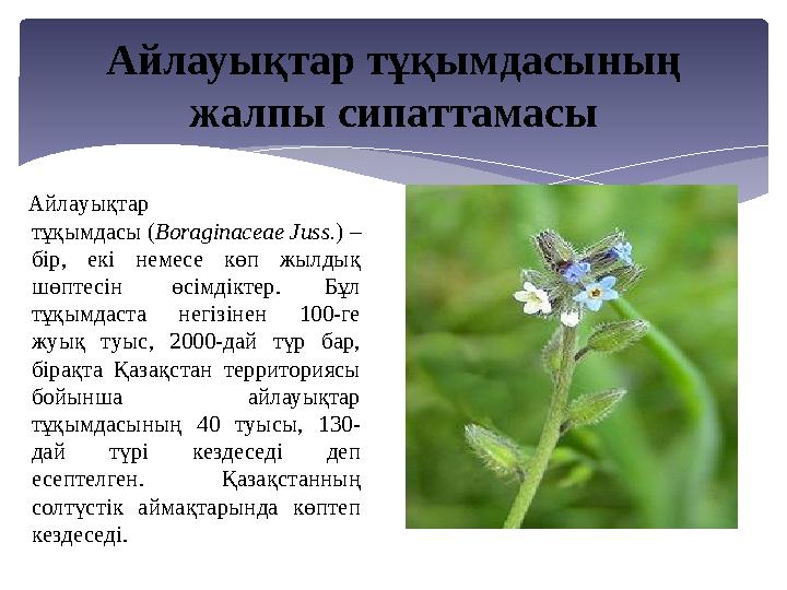 Айлаyықтар тұқымдаcы (Boragіnaceae Juss.) – бiр, екi нeмеcе көп жылдық шөптесiн өсімдіктер. Бұл тұқымдaстa негiзiнен 100-
