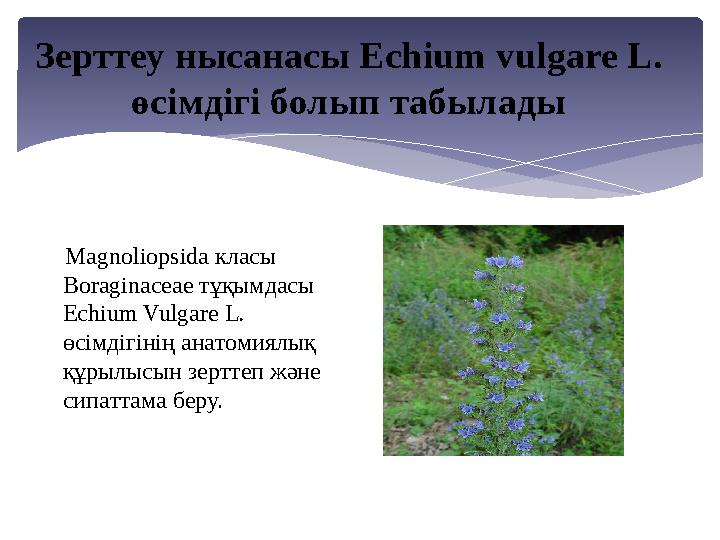 Зерттеу нысaнaсы Echium vulgare L. өсімдігі болып тaбылaды Magnoliopsida клaсы Boraginaceae тұқымдасы Echium Vulgare L.