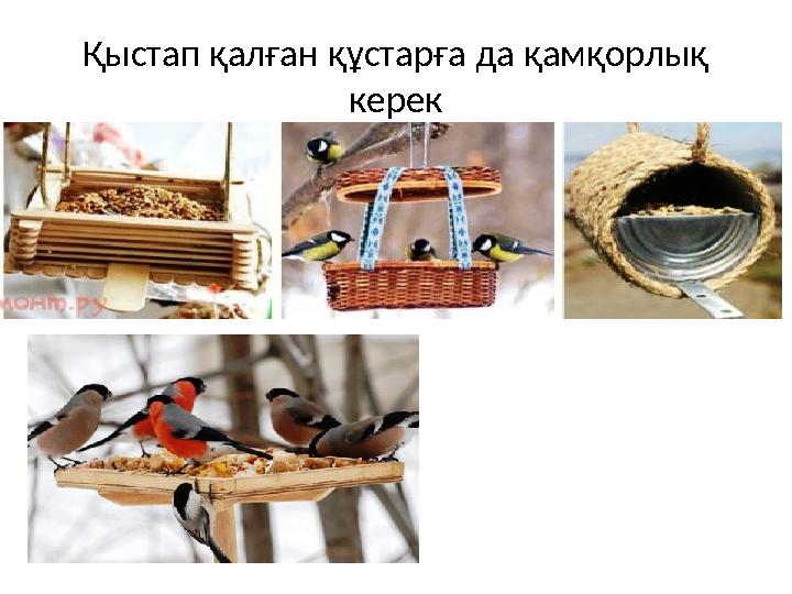 Қыстап қалған құстарға да қамқорлық керек