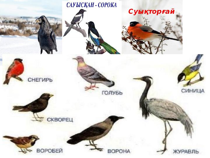 қарға Суықторғай