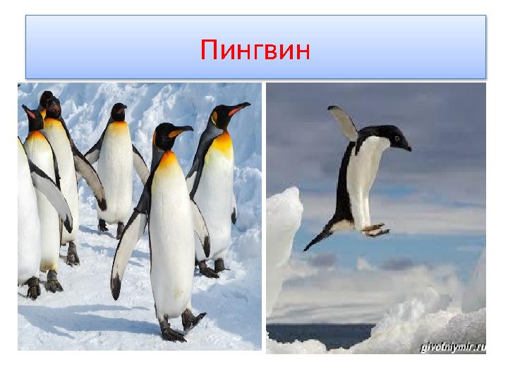 Пингвин