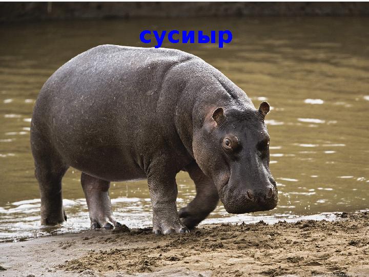 сусиыр
