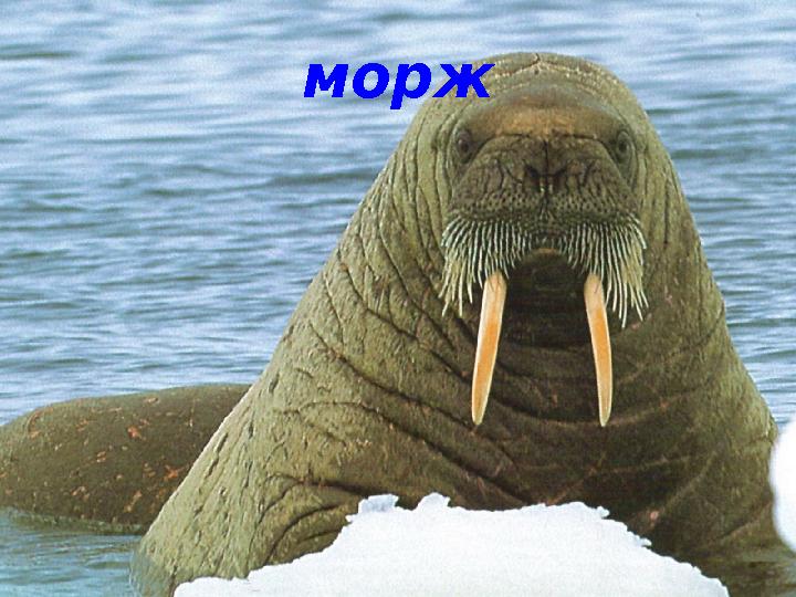 морж