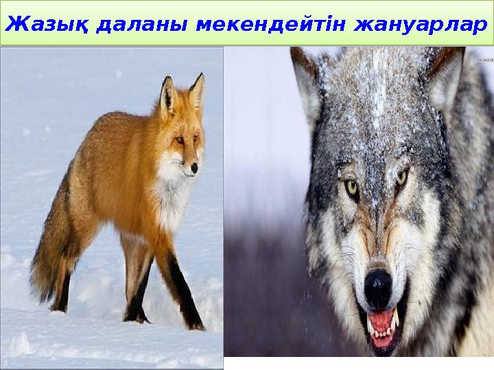 Жазық даланы мекендейтін жануарлар