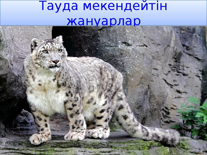 Тауда мекендейтін жануарлар