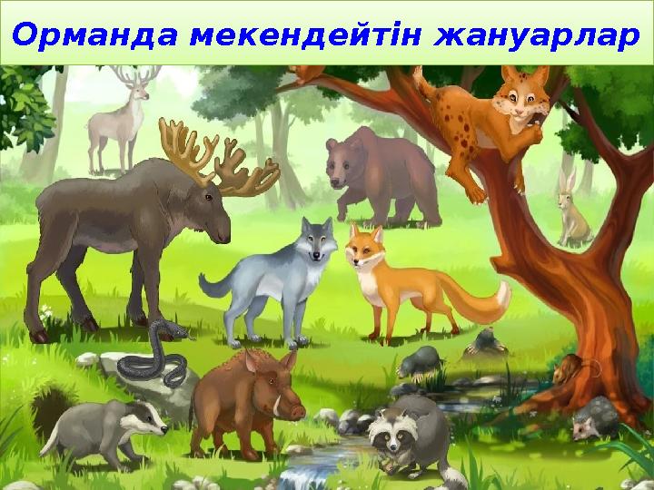 Орманда мекендейтін жануарлар