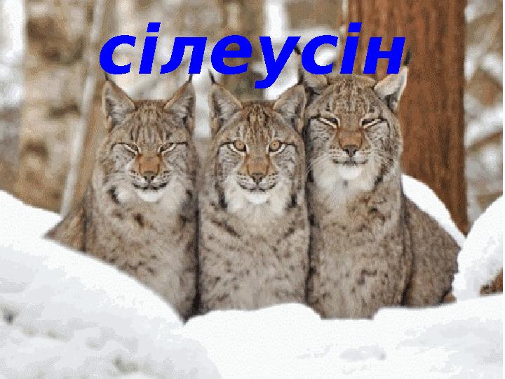 сілеусін