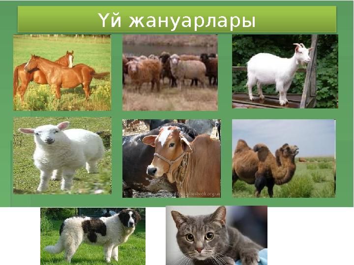 Үй жануарлары