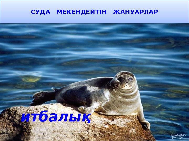 СУДА МЕКЕНДЕЙТІН ЖАНУАРЛАР итбалық