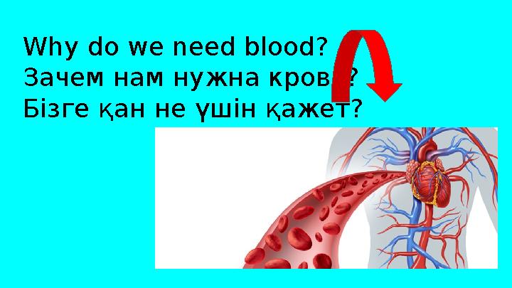 Why do we need blood? Зачем нам нужна кровь? Бізге қан не үшін қажет?