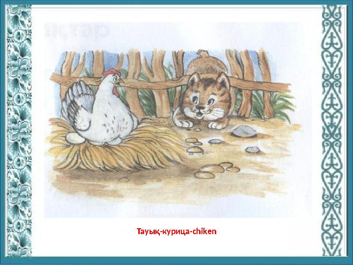 Тауық-курица-chiken