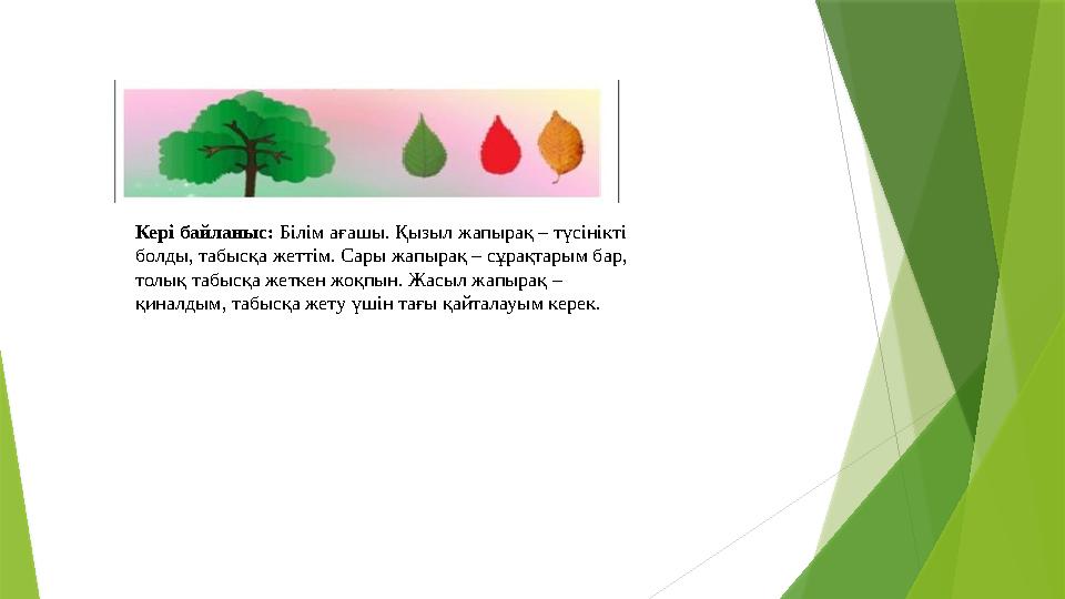 Кері байланыс: Білім ағашы. Қызыл жапырақ – түсінікті болды, табысқа жеттім. Сары жапырақ – сұрақтарым бар, то