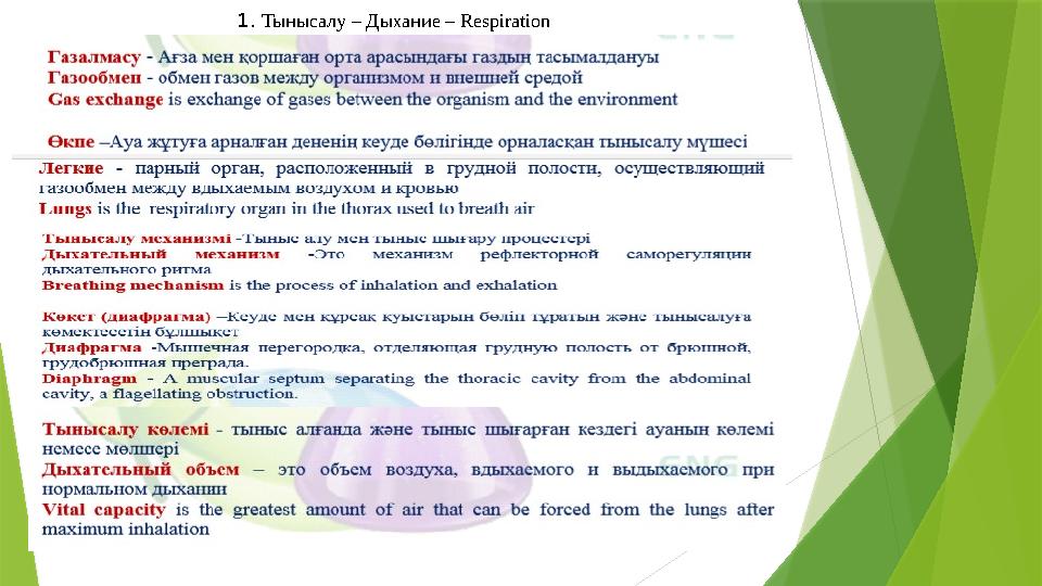 1. Тынысалу – Дыхание – Respiration