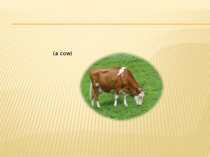 (a cow)