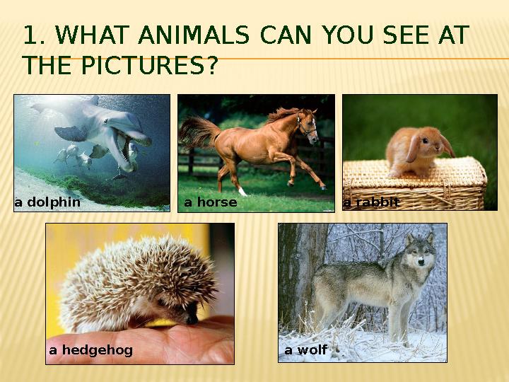 1. WHAT ANIMALS CAN YOU SEE AT THE PICTURES? a dolphin a hedgehog a rabbita horse a wolf