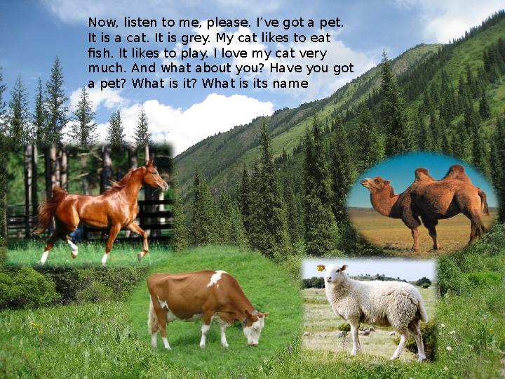 Now, listen to me, please. I’ve got a pet. It is a cat. It is grey. My cat likes to eat fish. It likes to play. I love my cat