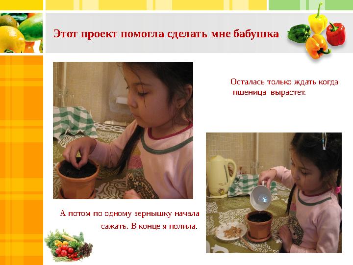 Этот проект помогла сделать мне бабушка 2008 2007 2006 2005 2004 2003 А потом по одному зернышку начала сажать.