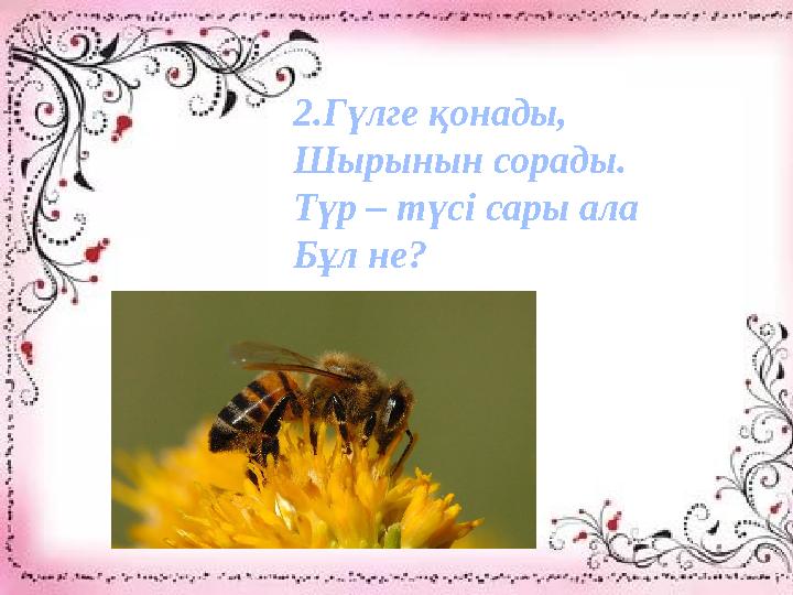 2.Гүлге қонады, Шырынын сорады. Түр – түсі сары ала Бұл не? 2.Гүлге қонады, Шырынын сорады. Түр – түсі сары ала Бұл не?