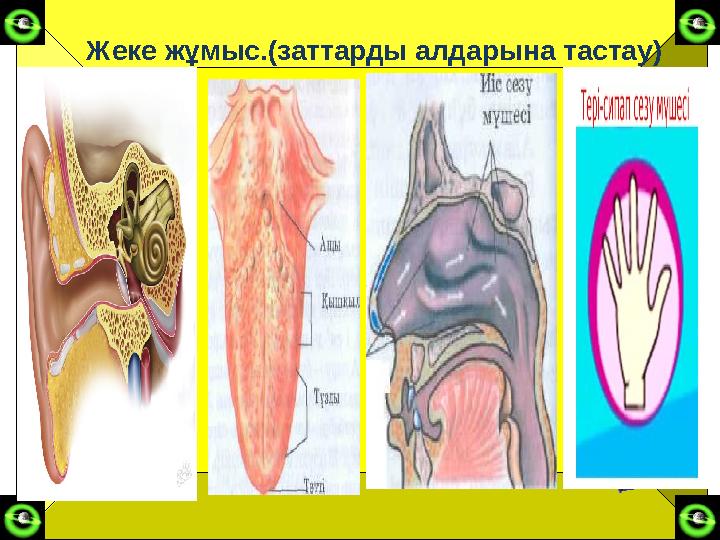 Жеке жұмыс.(заттарды алдарына тастау)