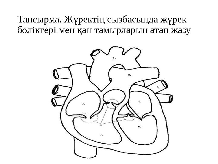 Тапсырма. Жүректің сызбасында жүрек бөліктері мен қан тамырларын атап жазу