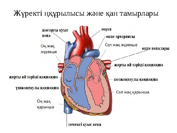 Жүректі ңқұрылысы және қан тамырлары