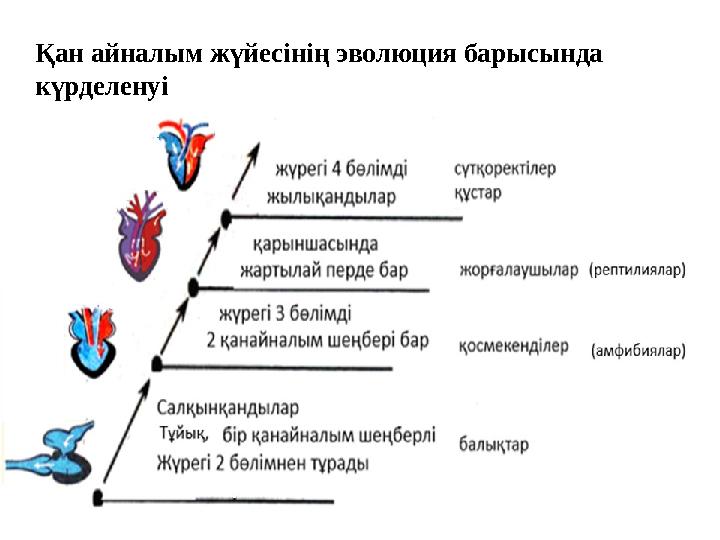 Қан айналым жүйесінің эволюция барысында күрделенуі