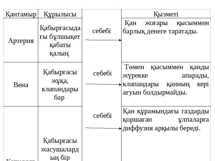 Қантамыр Құрылысы себебі себебі себебі Қызметі Артерия Қабырғасыда ғы бұлшықет қабаты қалың Қан жоғар