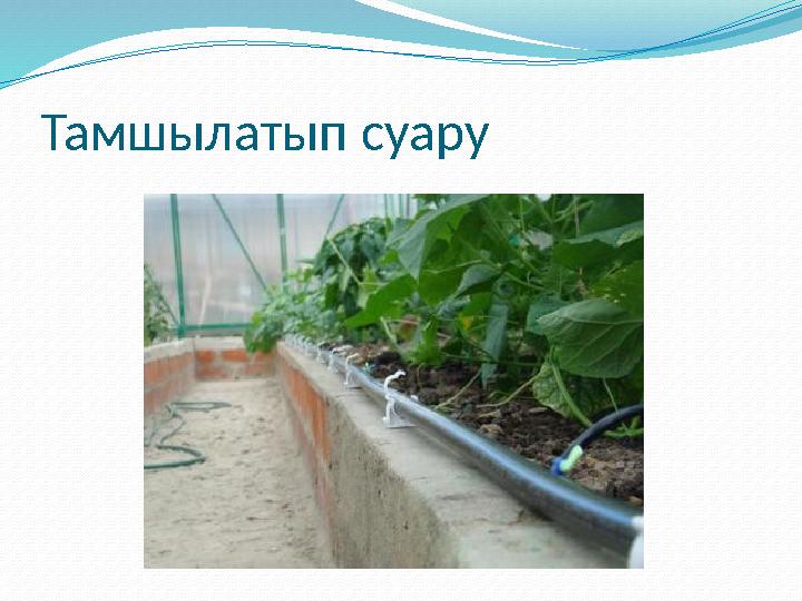 Тамшылатып суару