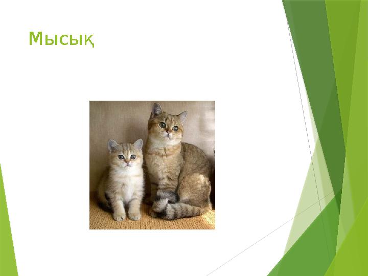 Мысық
