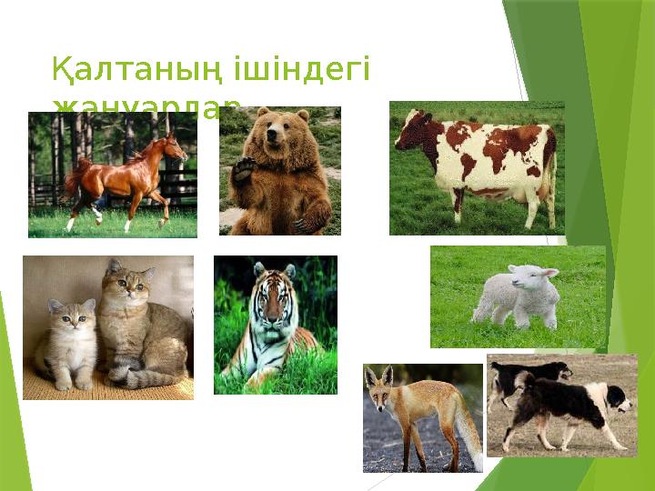Қалтаның ішіндегі жануарлар