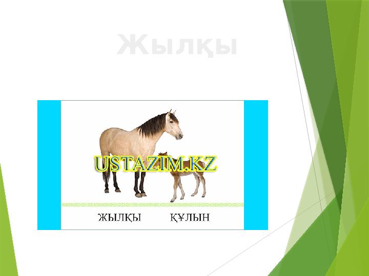 Жылқы