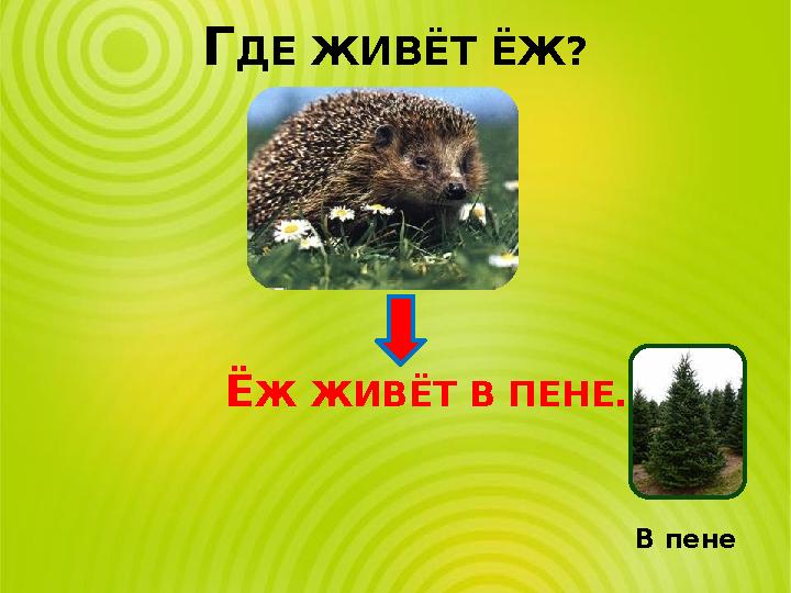 ГДЕ ЖИВЁТ ЁЖ? В пене ЁЖ ЖИВЁТ В ПЕНЕ.
