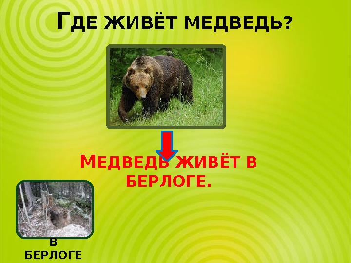 ГДЕ ЖИВЁТ МЕДВЕДЬ? МЕДВЕДЬ ЖИВЁТ В БЕРЛОГЕ. В БЕРЛОГЕ