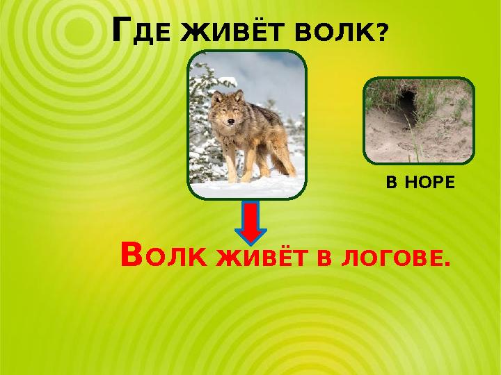 ГДЕ ЖИВЁТ ВОЛК? В НОРЕ ВОЛК ЖИВЁТ В ЛОГОВЕ.