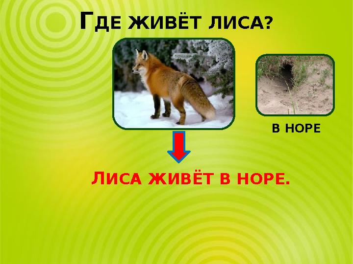 ГДЕ ЖИВЁТ ЛИСА? В НОРЕ ЛИСА ЖИВЁТ В НОРЕ.