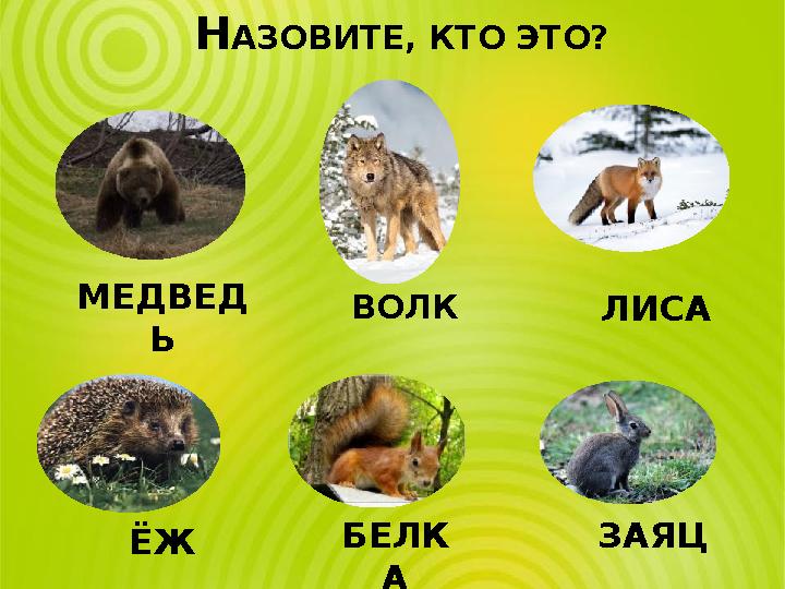 НАЗОВИТЕ, КТО ЭТО? МЕДВЕД Ь ВОЛК ЛИСА ЁЖ БЕЛК А ЗАЯЦ