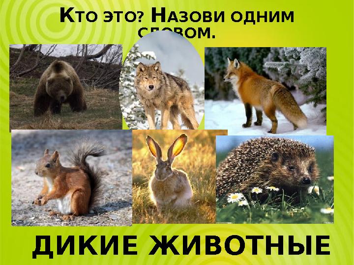 КТО ЭТО? НАЗОВИ ОДНИМ СЛОВОМ. ДИКИЕ ЖИВОТНЫЕ