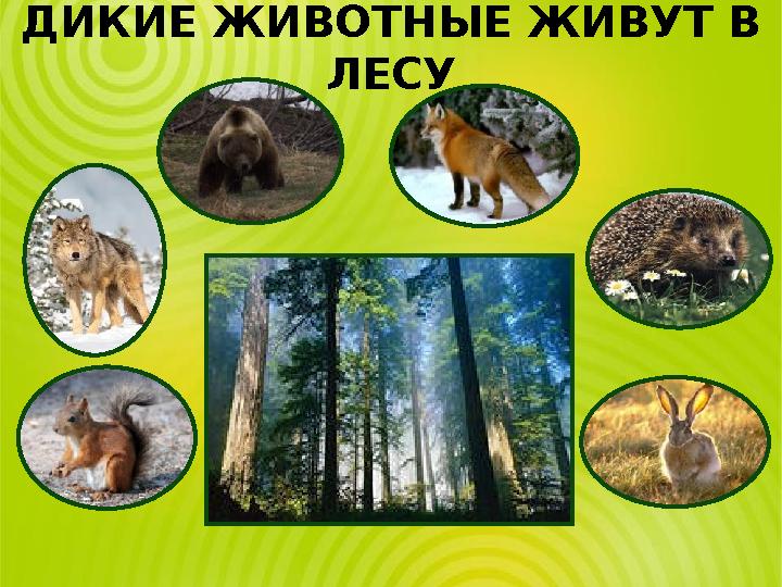 ДИКИЕ ЖИВОТНЫЕ ЖИВУТ В ЛЕСУ