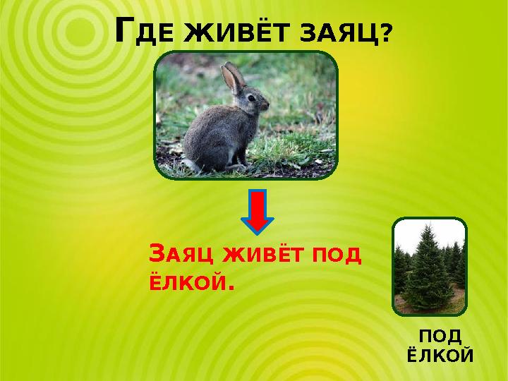 ГДЕ ЖИВЁТ ЗАЯЦ? ПОД ЁЛКОЙ ЗАЯЦ ЖИВЁТ ПОД ЁЛКОЙ.