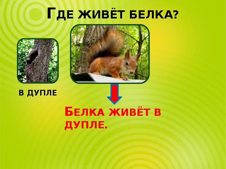 ГДЕ ЖИВЁТ БЕЛКА? В ДУПЛЕ БЕЛКА ЖИВЁТ В ДУПЛЕ.