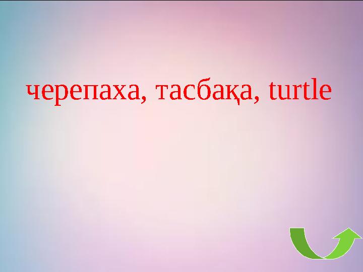 черепаха, тасбақа, turtle