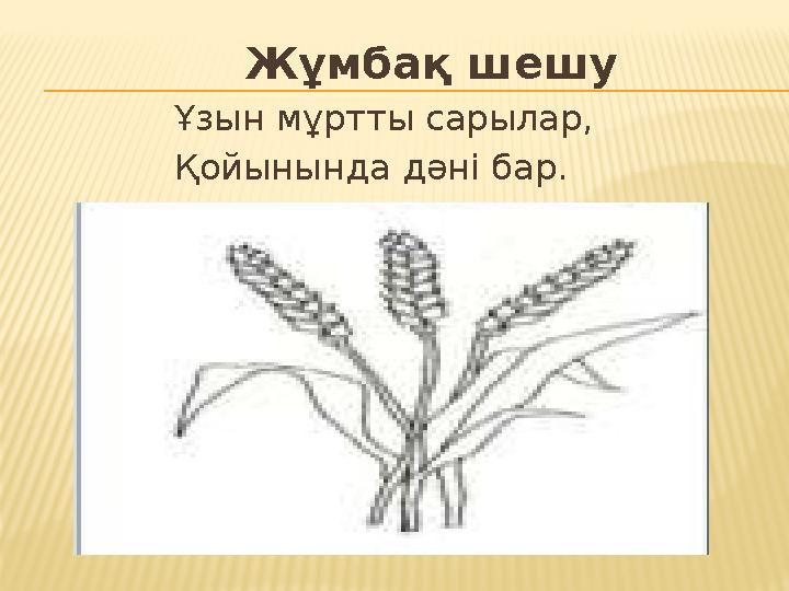 Жұмбақ шешу Ұзын мұртты сарылар, Қойынында дәні бар.
